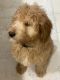 Goldendoodle Puppies for sale in Plymouth, MI 48170, USA. price: $1,500