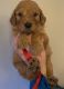 Goldendoodle Puppies for sale in Murdock, KS 67111, USA. price: NA