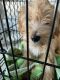 Goldendoodle Puppies for sale in Deer Park, NY, USA. price: $3,000