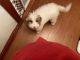 Goldendoodle Puppies for sale in Brooklyn, NY 11230, USA. price: $2,000