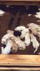 Goldendoodle Puppies for sale in San Antonio, TX, USA. price: $2