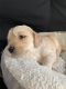 Goldendoodle Puppies for sale in Pensacola, FL, USA. price: NA