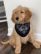 Goldendoodle Puppies for sale in Berwyn, IL 60402, USA. price: $1,200
