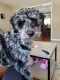 Goldendoodle Puppies for sale in Mahopac, NY 10541, USA. price: NA