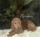 Goldendoodle Puppies for sale in 1001 Maplehurst Ave, Montpelier, OH 43543, USA. price: NA