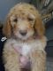 Goldendoodle Puppies for sale in Battle Creek, MI, USA. price: NA
