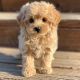 Goldendoodle Puppies for sale in Camden, NJ, USA. price: NA