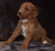 Goldendoodle Puppies for sale in Camden, NJ, USA. price: $800