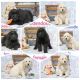 Goldendoodle Puppies for sale in Clare, MI 48617, USA. price: NA