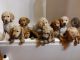Goldendoodle Puppies for sale in Sparta, TN 38583, USA. price: NA