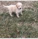 Goldendoodle Puppies for sale in Springfield, IL, USA. price: NA