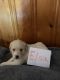 Goldendoodle Puppies for sale in Allen Rd, Allen Park, MI, USA. price: $1,800