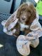 Goldendoodle Puppies for sale in Mountain View, CA, USA. price: NA