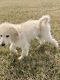 Goldendoodle Puppies for sale in Lexington, KY, USA. price: $3,400