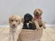 Goldendoodle Puppies for sale in Denton, TX, USA. price: NA