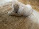 Goldendoodle Puppies for sale in New York, NY 10044, USA. price: NA