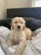 Goldendoodle Puppies for sale in Lawrenceville, GA, USA. price: NA