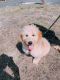 Goldendoodle Puppies for sale in Egg Harbor Township, NJ 08234, USA. price: NA