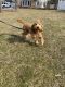 Goldendoodle Puppies for sale in Patchogue, NY 11772, USA. price: NA