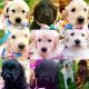 Goldendoodle Puppies for sale in Sacramento, CA 95823, USA. price: NA