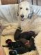 Goldendoodle Puppies for sale in St. George, UT, USA. price: $2,000