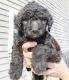 Goldendoodle Puppies for sale in Davison, MI 48423, USA. price: NA