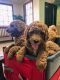 Goldendoodle Puppies for sale in Lafayette, LA, USA. price: NA