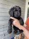 Goldendoodle Puppies for sale in Glendale, CA 91202, USA. price: NA