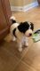 Goldendoodle Puppies for sale in Jefferson, GA 30549, USA. price: NA