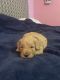 Goldendoodle Puppies for sale in Wilson, NC, USA. price: NA