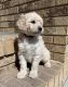 Goldendoodle Puppies for sale in Moorhead, MN 56560, USA. price: $1,700