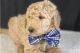 Goldendoodle Puppies for sale in Austin, TX, USA. price: NA