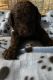 Goldendoodle Puppies for sale in Minneapolis, MN 55433, USA. price: NA