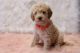 Goldendoodle Puppies for sale in Navarre, OH 44662, USA. price: $2,200