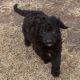 Goldendoodle Puppies for sale in Covington, GA, USA. price: NA