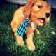 Goldendoodle Puppies for sale in Meridian, ID, USA. price: $2,000