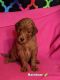 Goldendoodle Puppies for sale in Troy, MI, USA. price: $2,000