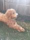 Goldendoodle Puppies for sale in Lawrence, KS, USA. price: NA