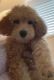 Goldendoodle Puppies for sale in Delray Beach, FL, USA. price: NA