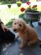 Goldendoodle Puppies for sale in Berryville, VA 22611, USA. price: $1,100