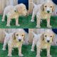 Goldendoodle Puppies for sale in 3130 Bonita Rd, Chula Vista, CA 91910, USA. price: NA