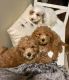 Goldendoodle Puppies for sale in Phillips, WI 54555, USA. price: NA