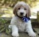 Goldendoodle Puppies for sale in Broken Arrow, OK 74012, USA. price: $1,025