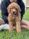 Goldendoodle Puppies for sale in Fort Lauderdale, FL, USA. price: $4,000