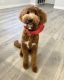 Goldendoodle Puppies for sale in Cutler Bay, FL, USA. price: NA