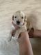 Goldendoodle Puppies for sale in Winton, CA 95388, USA. price: NA