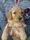 Goldendoodle Puppies for sale in West Jordan, UT 84084, USA. price: $2,000