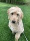 Goldendoodle Puppies for sale in Moon Twp, PA, USA. price: $1,000