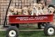 Goldendoodle Puppies for sale in Edmond, OK, USA. price: $1,000