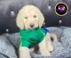Goldendoodle Puppies for sale in Chicago, IL, USA. price: $1,839